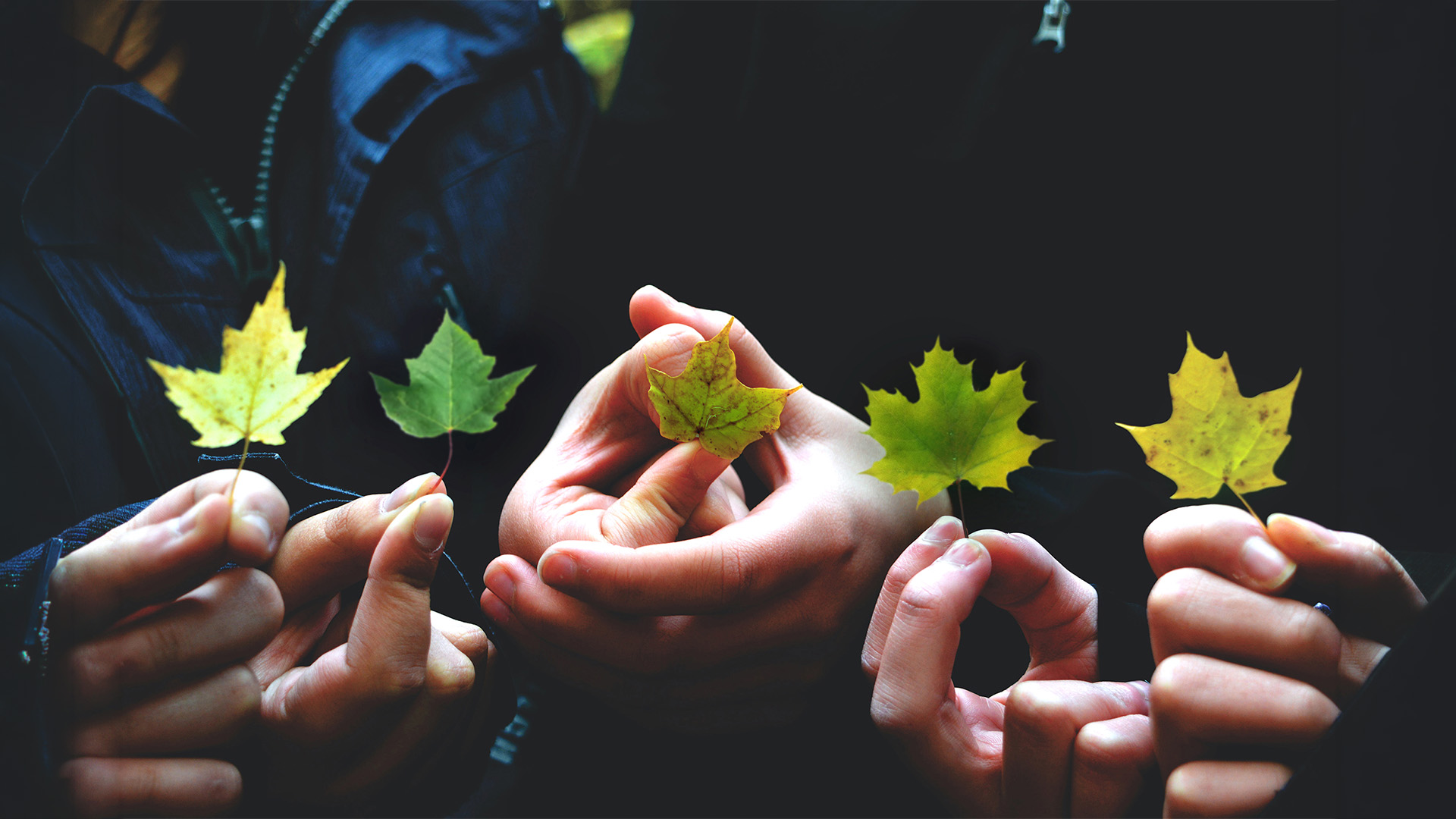 NZ_QMS_Sustainability_HandsHoldingLeaves